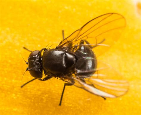 Little Black Fly Ophiomyia Kwansonis Bugguidenet