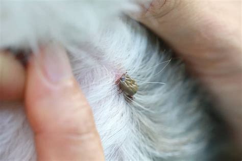 Engorged Tick Fell Off Dog What Should You Do Joypetproducts