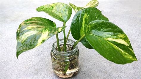 Check spelling or type a new query. Grow money plant from single leaf , Grow indoor - YouTube | Money plant, Plants