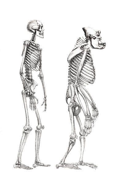 Print Of Human Skeleton And A Skeleton Of A Monkey Anatomical