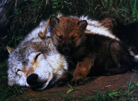Pin By Raven Nyx Mjw On Wolves Of The Night Animals Beautiful Wolf