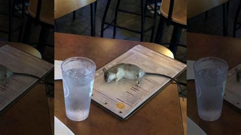 Customer Of Buffalo Wild Wings Shocked After Rat Fell Off From Ceiling And Lands On Table