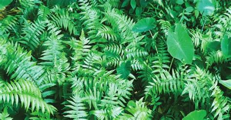 Pako An Edible Indigenous Fern Agriculture Monthly