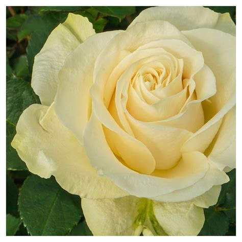 Long Stem White Cream Roses Stem Length 23 In60 Cm