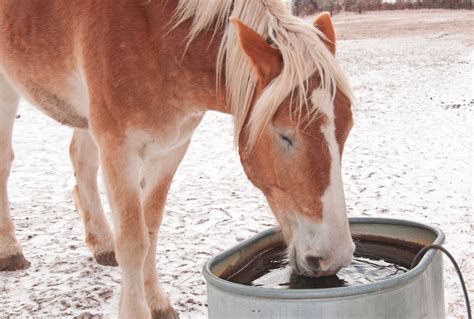 Vet Why Dehydration Is A Winter Problem And 11 Ways To Prevent It Your