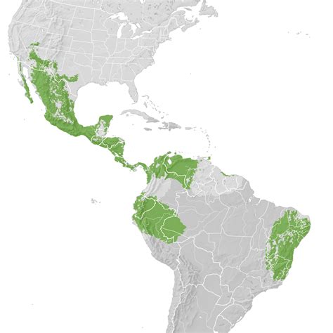 Zone Tailed Hawk Range Map Pre Breeding Migration Ebird Status And