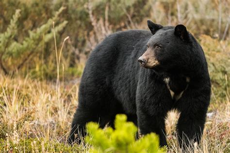 Black Bear Images New Hd Pictures Wallpapers Downloads