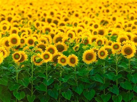 12 Magical Sunflower Fields In California North South California