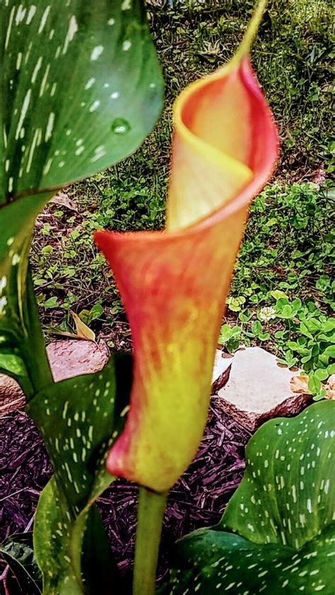 Bright Brilliance Calla Lily Bud Thriftyfun