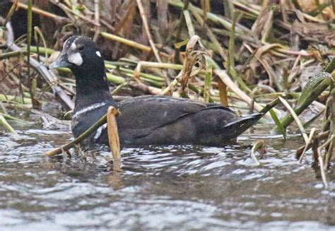 Simon And Karen Spavin Harlequin Duck Aberdeen