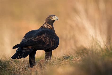 Premium Photo Golden Eagle Sitting On Grassland In Autumn Nature