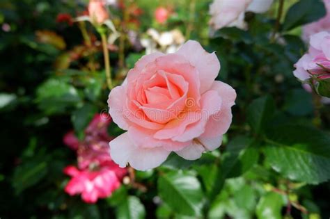 Single Fresh Light Pink Rose On A Rose Bush Close Up View Stock Image