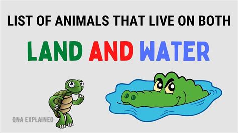 List Of Animals That Live On Both Land And Water Qna Explained Youtube