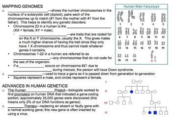 Practice determining genotypes and phenotypes. Monohybrid Mice Worksheet Answers - worksheet