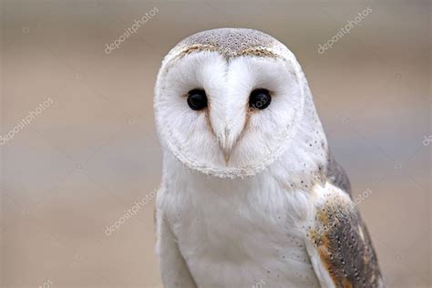 Cute White Owl Stock Photo By ©ebfoto 77928824