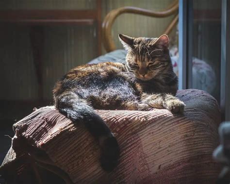 Cat buries head in my hand! 8 reasons for it