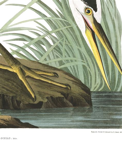 Audubon Prints Great Blue Heron Botanical Prints Free Vintage