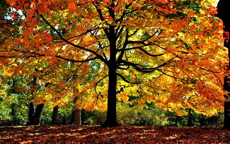 Herbstwald Bäume Gelbe Blätter Zweige Sonnenlicht Hintergrundbilder