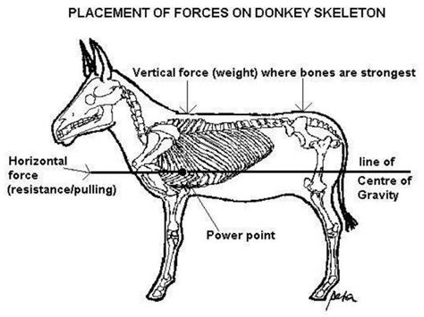 Donkey Anatomy