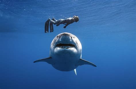 Just a few days ago, clarissa ward gave her report with her hair and neck uncovered, but on monday, she wore a. New Zealand woman dies after suspected shark attack ...