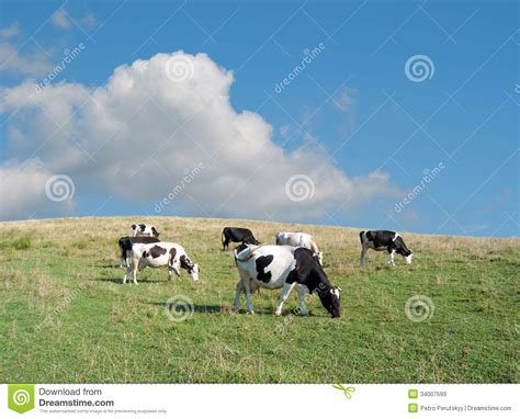 Cows Stock Image Image Of Bull Agriculture Grass Livestock 34007593