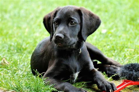 Лабрадор — щенки ретривер собака фото порода черный цена