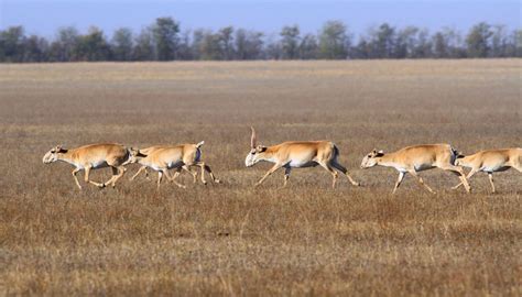 Once The Saiga Antelope Roamed The Eurasian Steppe In Huge Herds In