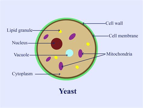 What Is Meant By Yeast Give Its Example