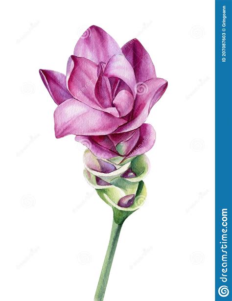 Turmeric Flower On Isolated White Background Watercolor Illustration