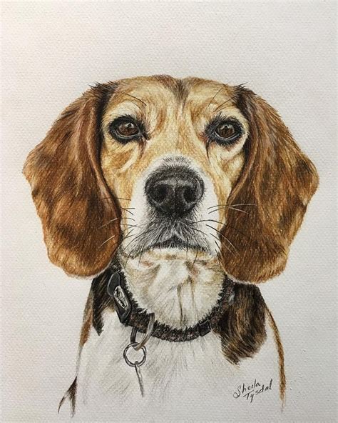 Daphne Drawing Coloured Pencil Art Dog Dogs Beagle Pet Pets Cute Dog