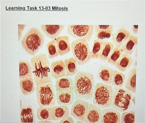 Solved Learning Task Mitosis Chegg Com