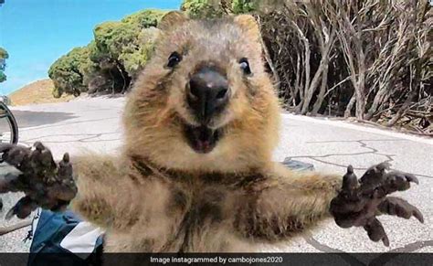 Quokka The Worlds Happiest Animal Lives In Australia See Pics