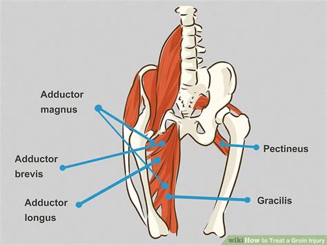 Anatomy Of Groin