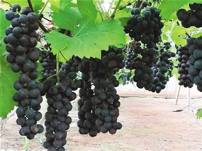 The best homemade citrus fertilizer should be acidic and have a high amount of nitrogen, phosphorus, and potassium as well as calcium, iron, zinc, and magnesium. Water Soluble Fruit Tree Fertilizer Amino Acid Chelate ...