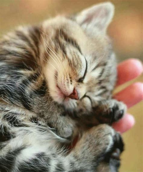 Cutest Little Tabby Kitten In A Hand Ive Seen So Far Today Cutest