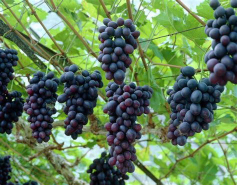 Wine Grape Vitis Vinifera Vine Seeds Fast Edible Fall