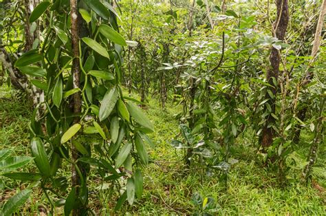 Vanilla-flavored economic revitalization and environmental restoration for Madagascar