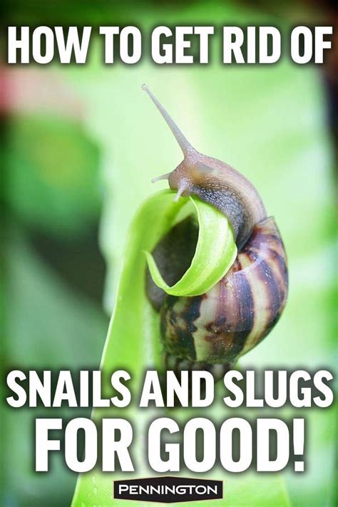 Slugs can cause havoc in your garden. How to Get Rid of Garden Slugs and Snails | Slugs in ...
