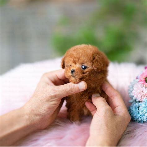 James Apricot Teacup Poodle In 2021 Cute Animals Puppies Poodle
