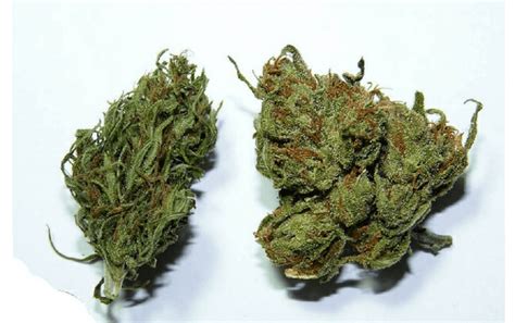 For generations we've associated indicas with couchlocked sedation, and sativas with uplifting effects. Indica vs sativa buds pictures > NISHIOHMIYA-GOLF.COM