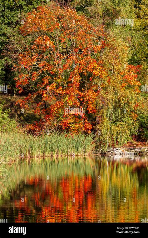 Autumn Colours Maple Stock Photo Alamy