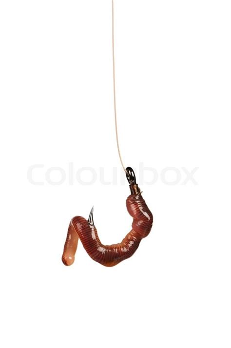 Fish Hook With Worm Isolated On White Stock Image Colourbox