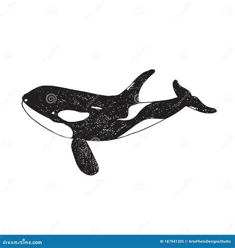 Killer Whale Orca Hand Drawn Doodle Sketch Vector Outline