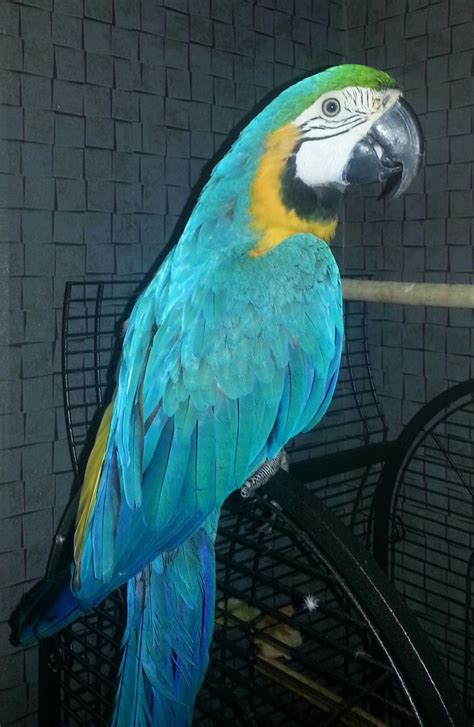 Blue and gold macaws have an extremely large range. Female Blue and Gold Macaw(10 month old) for sale ...