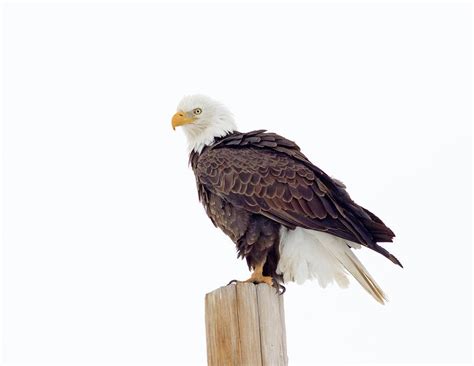 Bald Eagle With White Background Photograph By Bogdan Lewulis Fine