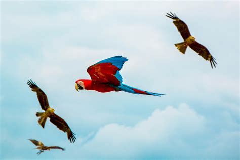 Images Gratuites Oiseau Aile Nuage Ciel Vol Faune Ara Vertébré