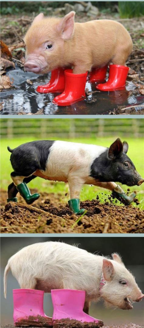 Tiny Pigs Wearing Tiny Rain Boots Tiny Pigs Pig Cuddly