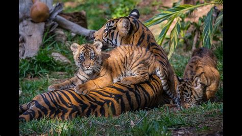 Endangered Sumatran Tiger Cubs Debut Youtube