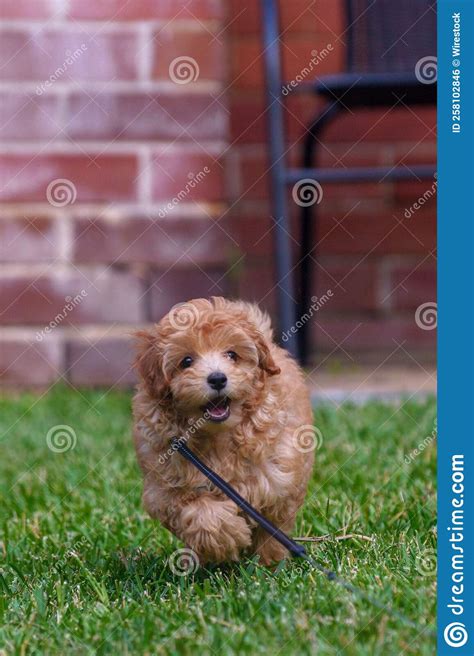 Closeup Of A Moodle Dog Playing On The Grass At A Park Stock Photo