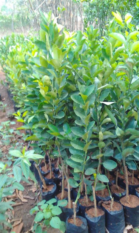 JUAL 49 JENIS TANAMAN BUAH SEMARANG ~ SINOX NURSERY